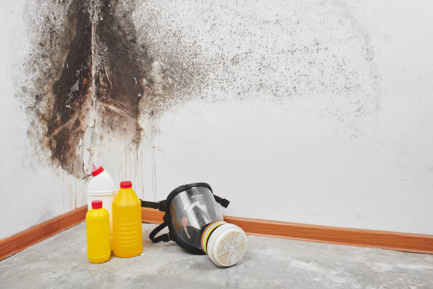 Best Best Mold Removal Companies  in St George, KS