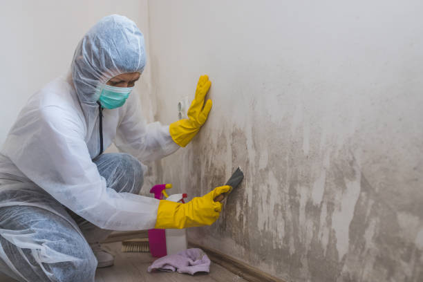 Best Mold Testing  in St George, KS