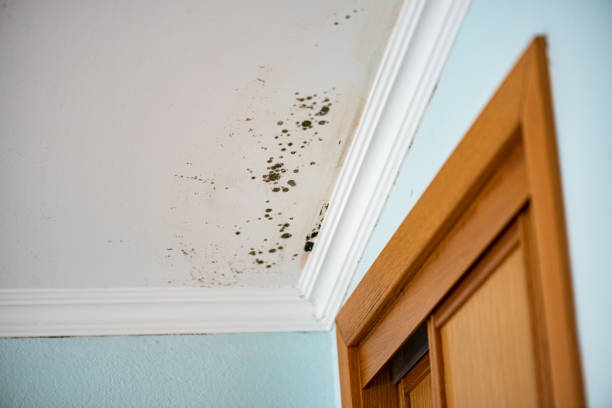 Best Water Damage Restoration  in St George, KS