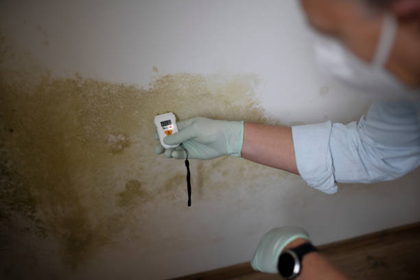 Office Mold Removal Services in St George, KS