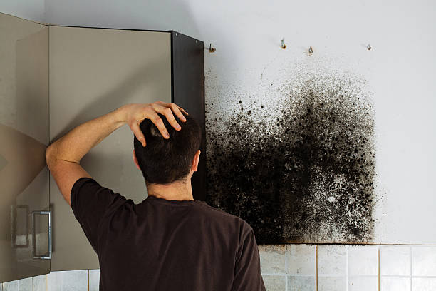 Professional Mold Removal in St George, KS
