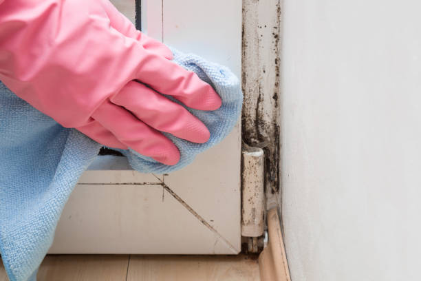 Best Attic Mold Removal  in St George, KS
